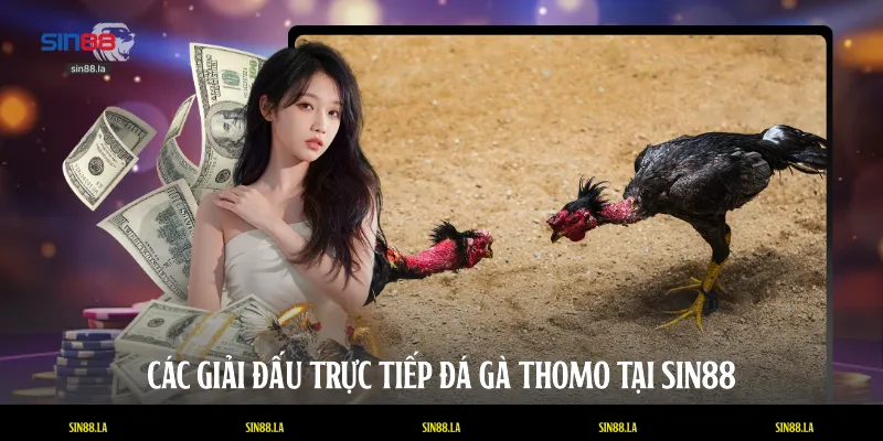 Các giải đấu trực tiếp đá gà Thomo tại SIN88
