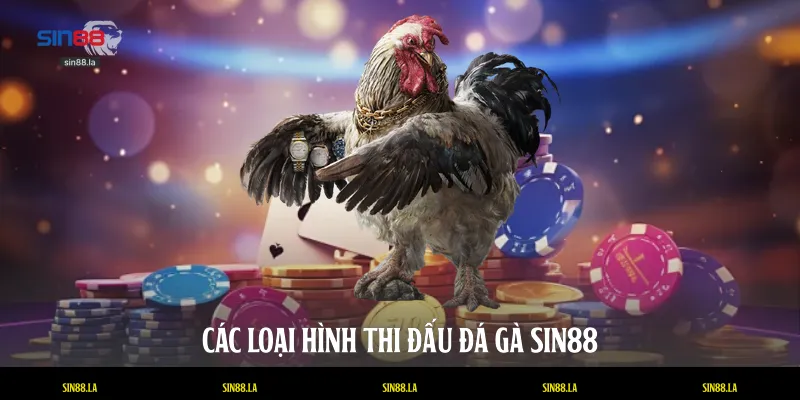 Các loại hình thi đấu đá gà SIN88